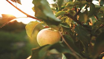  It’s Apple Crunch Time in Utah 
