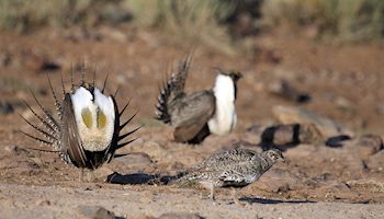 Utah releases updated greater sage grouse conservation plan