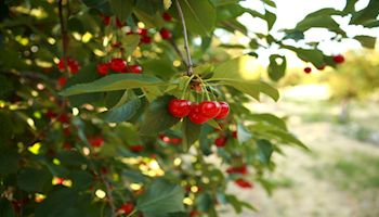 Utah and Michigan cherry growers file dumping case against Turkey