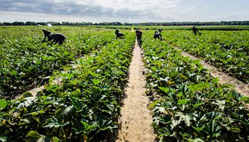 Work Needed to Improve Labor Legislation for Agriculture