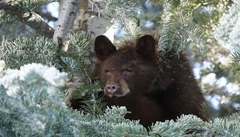 Utah Wildlife Board approves changes to Utah prairie dog rule, bear hunting