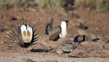2019 Utah Conservation Plan for Great Sage-grouse to be revisited in 2023
