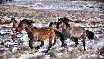 BLM offers rewards for information in the shooting of two wild horses on the Onaqui Mountain Herd Management Area