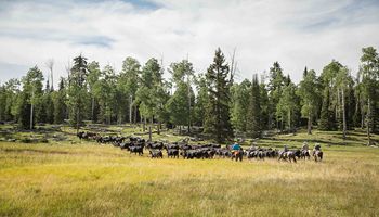 Farm Bureau Challenges BLM Rule that Destabilizes Ranching