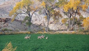 Interested in deciding how wildlife is managed in Utah? Apply for a position on the Utah Wildlife Board in 2025