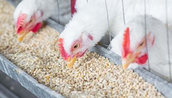 USDA Invests Up To $1 Billion to Combat Avian Flu and Reduce Egg Prices