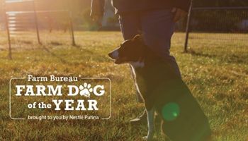 Nominations Open for 2026 Farm Bureau Farm Dog of the Year Contest 