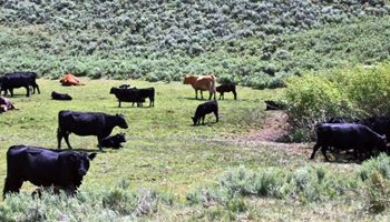 USDA to Open General and Continuous Conservation Reserve Program Enrollment for 2025
