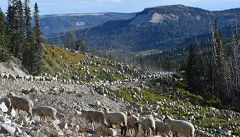 Reps. Maloy and Owens Call for Tariff Relief on Foreign Lamb Imports in Effort to Protect U.S. Sheep Industry