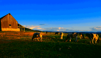 Farm Income Rebounds, Livestock Gains as Crops Fall