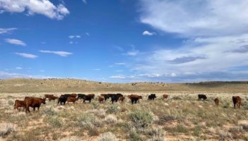 Apply Now for Emergency Livestock Relief Program