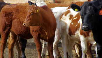 Utah Ranchers Talk About Impact of Potential Beef Imports