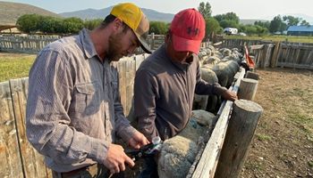 Simple Flashing Ear Tag Technology Shows Promise for Deterring Livestock Predators