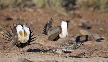 BLM finalizes updated Sage-Grouse plans