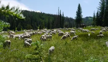 BLM, USDA Forest Service announce 2026 grazing fees