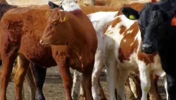 Smaller Cattle Herd Creates Market Volatility