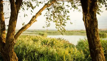 UDAF Launches New Funding Round to Tackle Invasive Species Threatening Utah Agriculture and Open Space