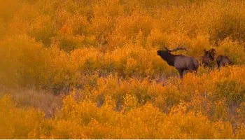 DWR releases recommendations for 2026 big game hunting permits