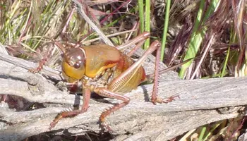 Mormon crickets make an early appearance in warm, dry Utah