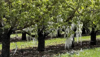 Utah Fruit Farmers Dealt a Cruel Blow by the 2026 Freeze.