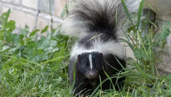 Vanquishing Varmints in the Orchard and Garden