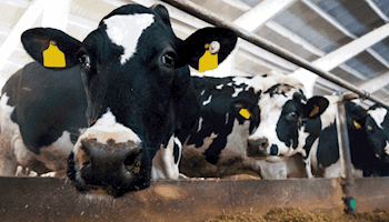 AFBF Analysis Highlights Gaps in Dairy Margin Coverage Program