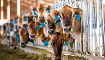 AFBF Analysis Highlights Gaps in Dairy Margin Coverage Program