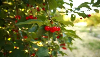 USDA Announces Enrollment Period and Payment Rates?for Specialty Crop Farmers