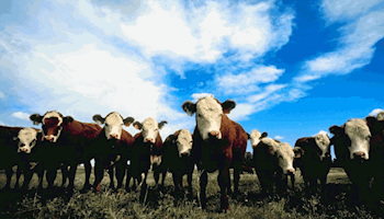 UDAF Prepares As New World Screwworm Confirmed in Texas