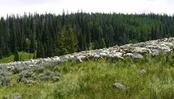 USDA Issues Directive to Restore Grazing on National Forest Lands and Strengthen Support for America’s Ranchers