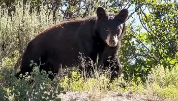 Drought and Wildfires Causing Wildlife to Appear in Residential Areas