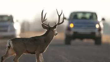 Watch for deer on roadways during peak migration seasons, darker commuting months
