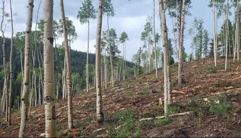 Beaver's catastrophic flood shows the cost of delaying forest management