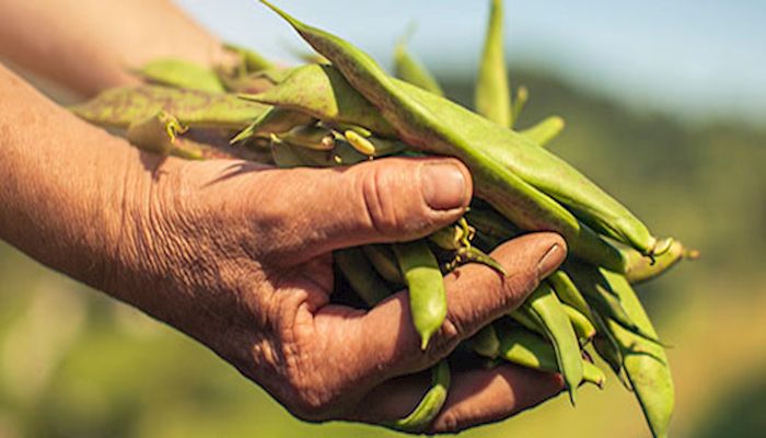 A Tale of Two Commodities: Soybeans and Steel