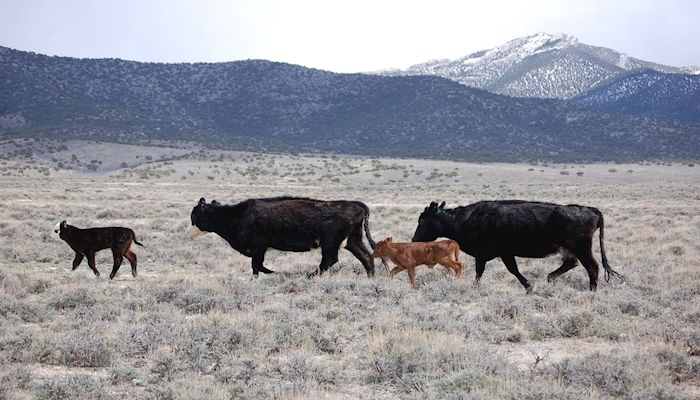Pasture, Rangeland and Forage…a Potential Solution
