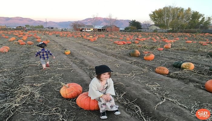 The Great American Pumpkin Patch