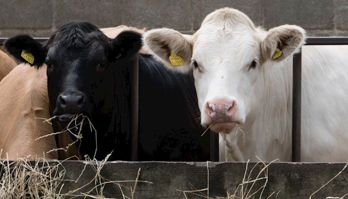 Tariffs Hit the Hide Market