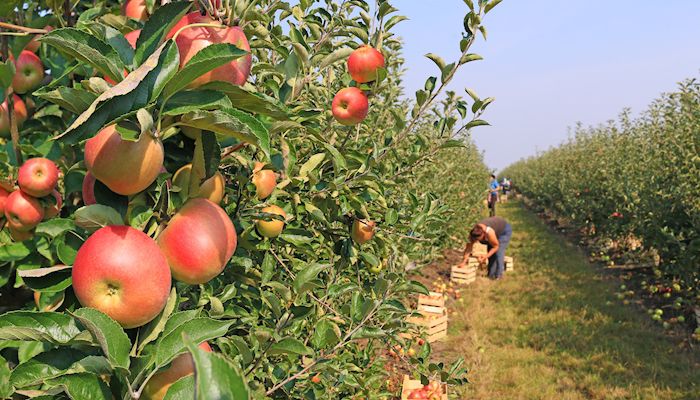 Navigating the H-2A Guest Worker Program