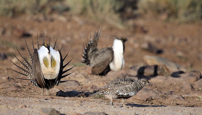 Utah releases updated greater sage grouse conservation plan