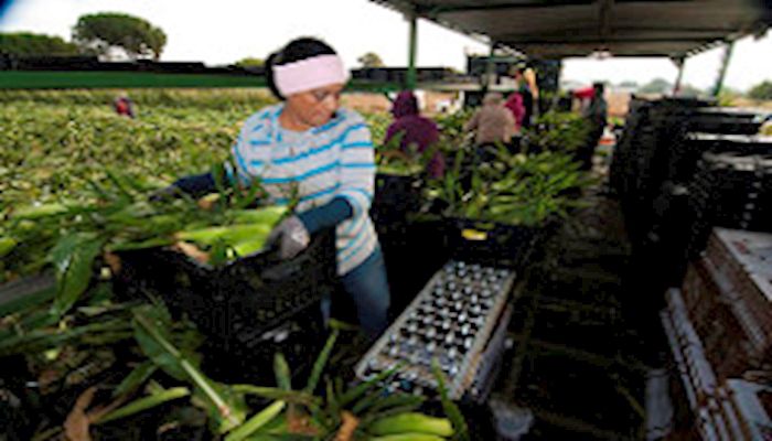 H-2A Wage Changes Increase Cost of Ag Labor
