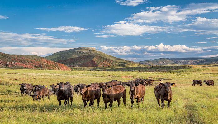 Grazing Cattle