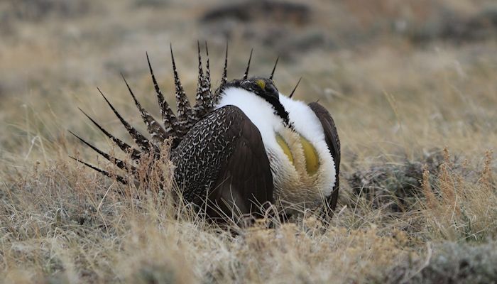 Utah’s Efforts and Successes at Preventing ESA Listings