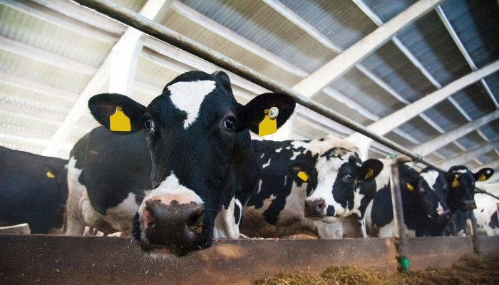 Cow Comfort is Focus at New Robotic Dairy in Midway