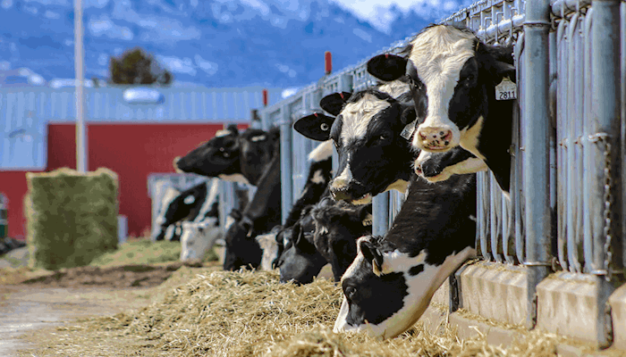 Why veterinarians are entering the vaccine debate