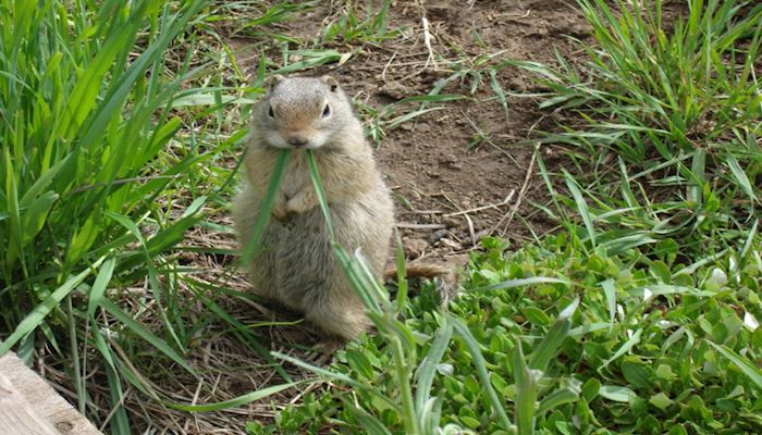Managing Piute Ground Squirrels in Cropland