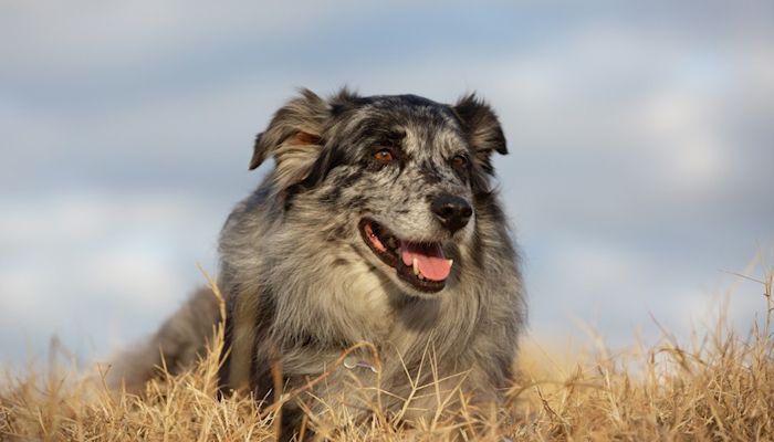 Two Weeks Left to Nominate Your Pup for Farm Dog of the Year