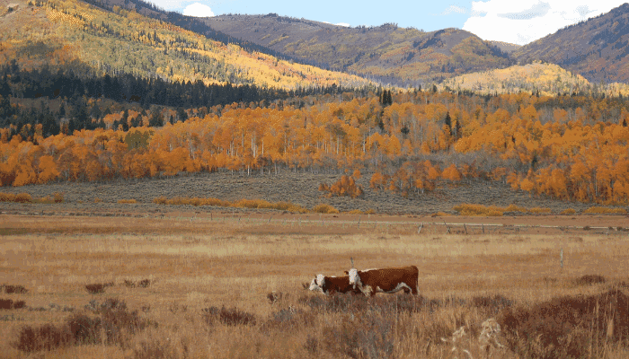 Forest Service Proposal Simplifies Decision-Making 