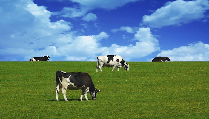 USDA Opens 2020 Enrollment for Dairy Margin Coverage Program