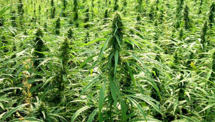 USDA Releases Long-Awaited Industrial Hemp Regulations