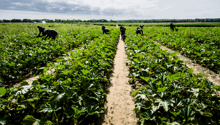 Utah Farm Bureau: Work Needed to Improve Labor Needs for Agriculture